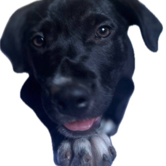 Meet your Posher, Alysa - Picture 6 of 12